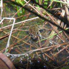 Crinia signifera at Fadden, ACT - 4 Sep 2016 08:09 PM