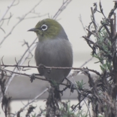 Zosterops lateralis (Silvereye) at Ngunnawal, ACT - 14 Sep 2016 by GeoffRobertson