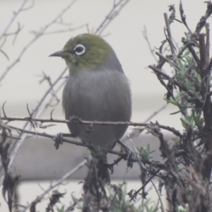 Zosterops lateralis at Ngunnawal, ACT - 14 Sep 2016