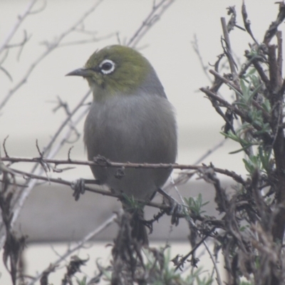 Zosterops lateralis (Silvereye) at Ngunnawal, ACT - 14 Sep 2016 by GeoffRobertson