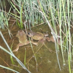 Neobatrachus sudellae (Sudell's Frog or Common Spadefoot) at Fadden, ACT - 4 Sep 2016 by ArcherCallaway