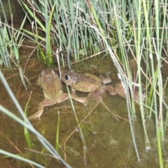 Neobatrachus sudellae (Sudell's Frog or Common Spadefoot) at Fadden, ACT - 4 Sep 2016 by RyuCallaway