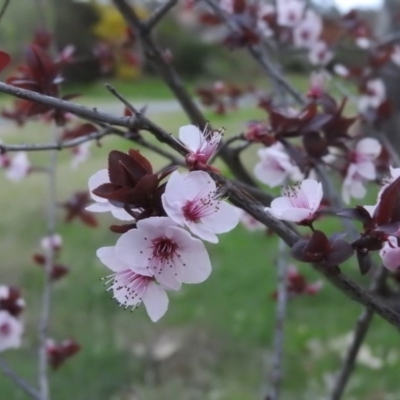 Prunus cerasifera (Cherry Plum) at Gowrie, ACT - 15 Sep 2016 by ArcherCallaway