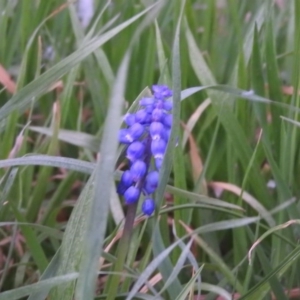 Muscari armeniacum at Fadden, ACT - 15 Sep 2016