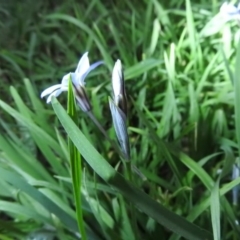 Ipheion uniflorum (Spring Star-flower) at Fadden, ACT - 15 Sep 2016 by RyuCallaway