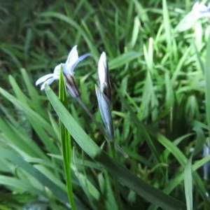 Ipheion uniflorum at Fadden, ACT - 15 Sep 2016 06:09 PM