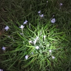 Ipheion uniflorum at Fadden, ACT - 15 Sep 2016 06:09 PM