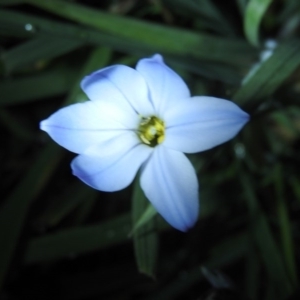 Ipheion uniflorum at Fadden, ACT - 15 Sep 2016