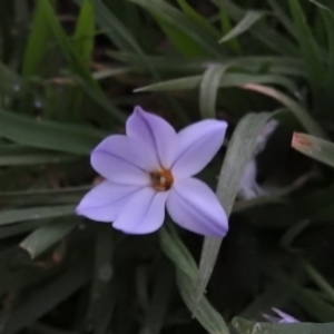 Ipheion uniflorum at Fadden, ACT - 15 Sep 2016 06:09 PM