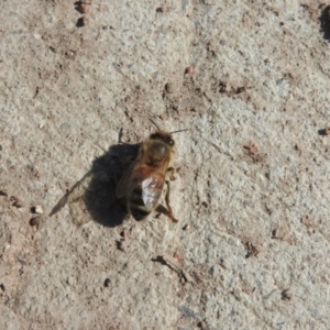 Apis mellifera at Hume, ACT - 17 Sep 2016