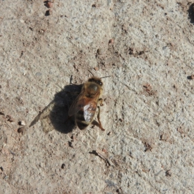 Apis mellifera (European honey bee) at Hume, ACT - 16 Sep 2016 by RyuCallaway
