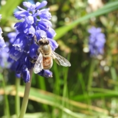 Apis mellifera (European honey bee) at Fadden, ACT - 17 Sep 2016 by ArcherCallaway