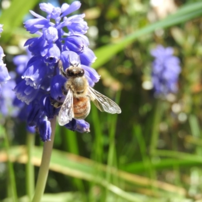 Apis mellifera (European honey bee) at Fadden, ACT - 17 Sep 2016 by ArcherCallaway