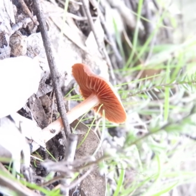 Unidentified at Wanniassa Hill - 17 Sep 2016 by ArcherCallaway