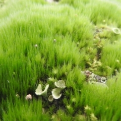 Campylopus (A moss) at Fadden, ACT - 18 Sep 2016 by ArcherCallaway