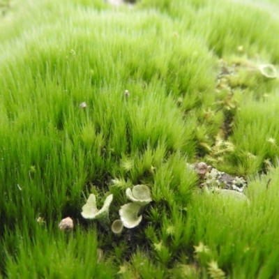 Campylopus (A moss) at Fadden, ACT - 18 Sep 2016 by ArcherCallaway