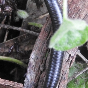 Ommatoiulus moreleti at Fadden, ACT - 18 Sep 2016 08:30 AM