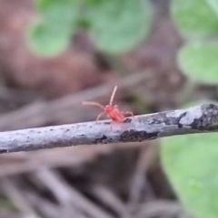 Trombidiidae (family) (Red velvet mite) at Fadden, ACT - 18 Sep 2016 by ArcherCallaway