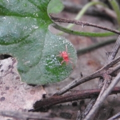Trombidiidae (family) at Fadden, ACT - 18 Sep 2016 08:49 AM