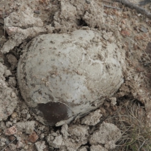 Amanita sp. at Wanniassa Hill - 18 Sep 2016 09:36 AM