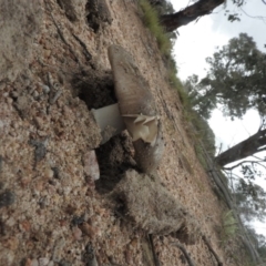 Amanita sp. at Wanniassa Hill - 18 Sep 2016