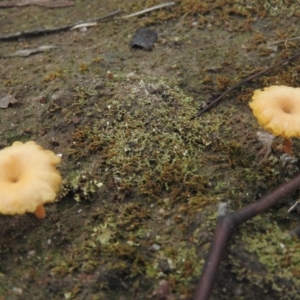 Lichenomphalia chromacea at Wanniassa Hill - 18 Sep 2016