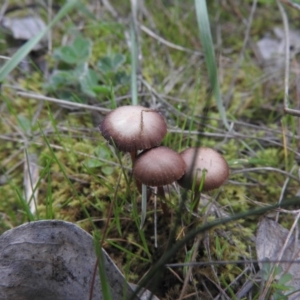 zz agaric (stem; gills not white/cream) at Wanniassa Hill - 18 Sep 2016