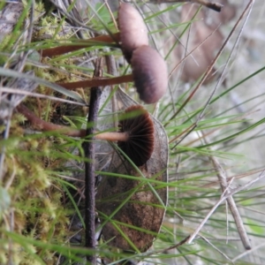 zz agaric (stem; gills not white/cream) at Wanniassa Hill - 18 Sep 2016 09:45 AM