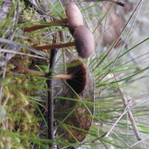 zz agaric (stem; gills not white/cream) at Wanniassa Hill - 18 Sep 2016