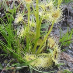 Drosera sp. (A Sundew) at Wanniassa Hill - 17 Sep 2016 by RyuCallaway