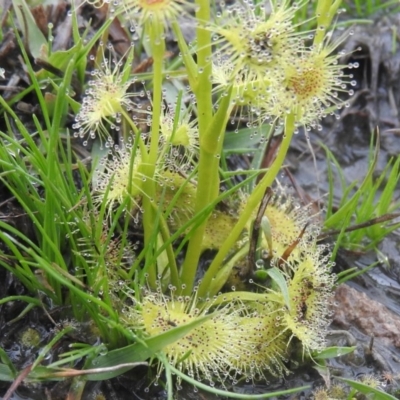 Drosera (genus) (A Sundew) at Wanniassa Hill - 18 Sep 2016 by ArcherCallaway