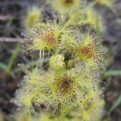 Drosera sp. at Wanniassa Hill - 18 Sep 2016