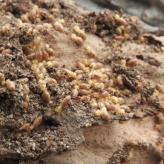 Nasutitermes (genus) (Snouted termite, Gluegun termite) at Wanniassa Hill - 18 Sep 2016 by ArcherCallaway