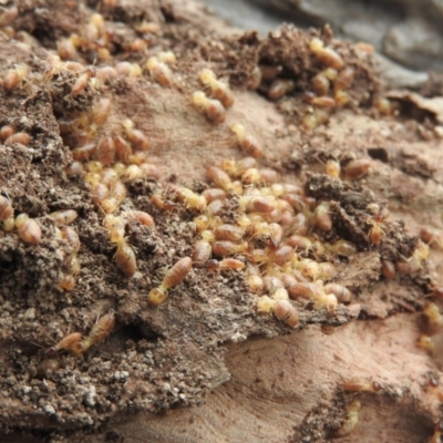 Nasutitermes (genus) (Snouted termite, Gluegun termite) at Wanniassa Hill - 18 Sep 2016 by ArcherCallaway