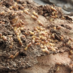 Nasutitermes sp. (genus) (Snouted termite, Gluegun termite) at Wanniassa Hill - 18 Sep 2016 by RyuCallaway