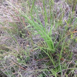 Eryngium ovinum at Boorowa, NSW - 10 Oct 2016