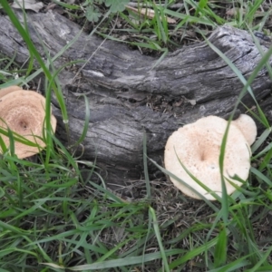 Lentinus arcularius at Fadden, ACT - 23 Sep 2016 05:15 PM