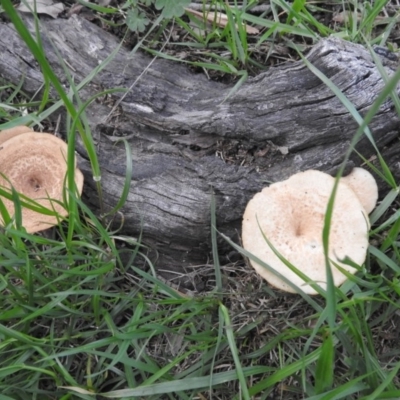 Lentinus arcularius (Fringed Polypore) at Fadden, ACT - 23 Sep 2016 by RyuCallaway