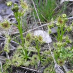 Drosera sp. (A Sundew) at Fadden, ACT - 23 Sep 2016 by RyuCallaway