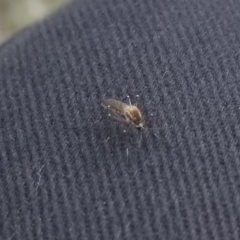 Culicidae (family) (A mosquito) at Gowrie, ACT - 23 Sep 2016 by ArcherCallaway