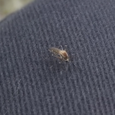 Culicidae (family) (A mosquito) at Gowrie, ACT - 23 Sep 2016 by RyuCallaway