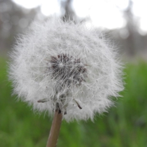 Taraxacum sp. at Fadden, ACT - 23 Sep 2016 05:27 PM