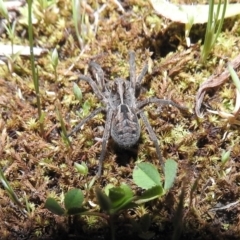 Tasmanicosa godeffroyi (Garden Wolf Spider) at Gowrie, ACT - 23 Sep 2016 by RyuCallaway