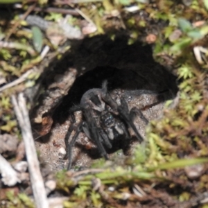 Tasmanicosa godeffroyi at Gowrie, ACT - 23 Sep 2016