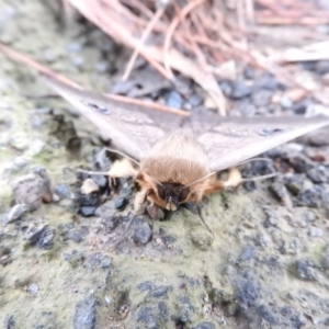 Dasypodia selenophora at Burrinjuck, NSW - 25 Sep 2016 06:44 AM