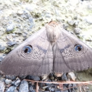 Dasypodia selenophora at Burrinjuck, NSW - 25 Sep 2016