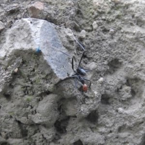 Leptomyrmex erythrocephalus at Burrinjuck, NSW - 25 Sep 2016