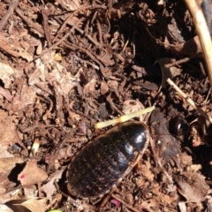 Calolampra sp. (genus) (Bark cockroach) at Red Hill, ACT - 15 Oct 2016 by Ratcliffe