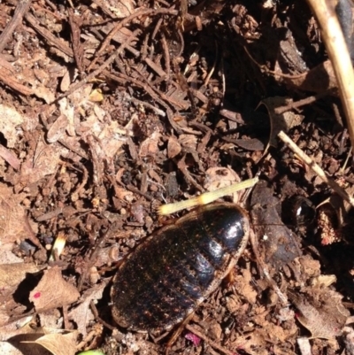 Calolampra sp. (genus) (Bark cockroach) at Red Hill, ACT - 16 Oct 2016 by Ratcliffe