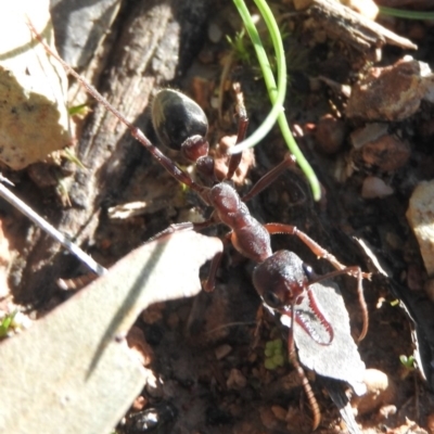 Myrmecia pyriformis (A Bull ant) at Burrinjuck, NSW - 24 Sep 2016 by RyuCallaway